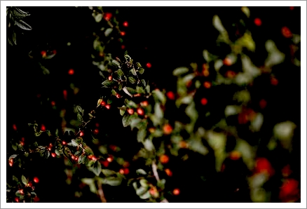 セラピストの助言なくして、心身が自然と安定していく