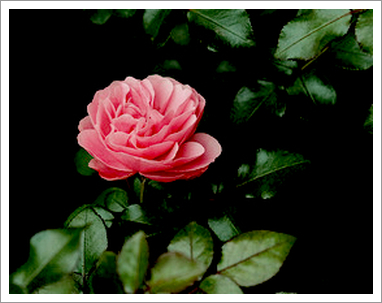 🙏🏻臨時休業のお知らせ