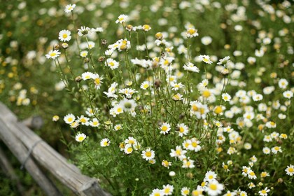 「ちょっとセラピーのこと」１件アップしました。