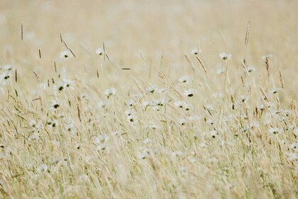 「ちょっとセラピーのこと」１件アップしました。