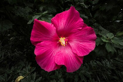 「ちょっとセラピーのこと」1件アップしました