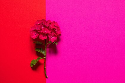 「ちょっとセラピーのこと」１件アップしました。