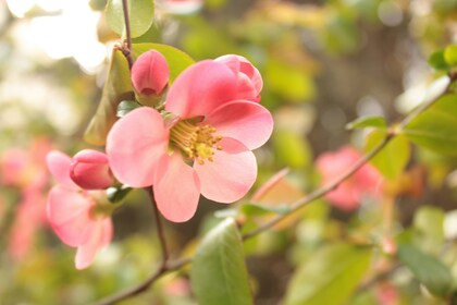夏休みのお知らせ