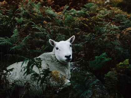 「セラピーに関するご質問」1件アップしました