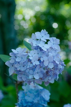 臨時休業のお知らせ。