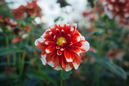 「セラピーに関するご質問」1件アップしました。