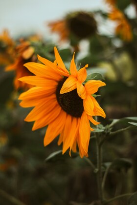 明日5月31日（土）は臨時休業とさせてください