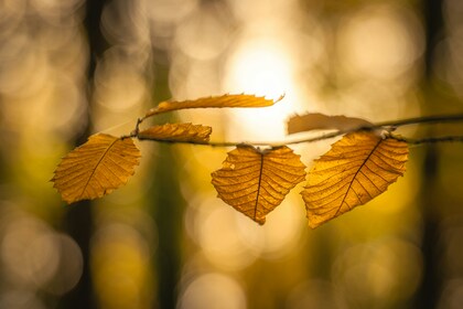 「ちょっとセラピーのこと」1件アップしました😃