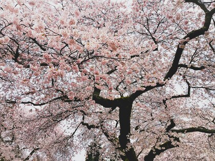 「ちょっとセラピーのこと」1件アップしました
