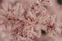 「ちょっとセラピーのこと」1件アップしました。