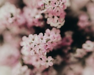 「ちょっとセラピーのこと」1件アップしました。