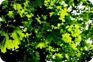 お客様の夢を通して合図やメッセージが来ます